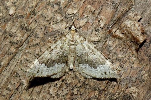 Réf. 190 241 : Colostygia olivata